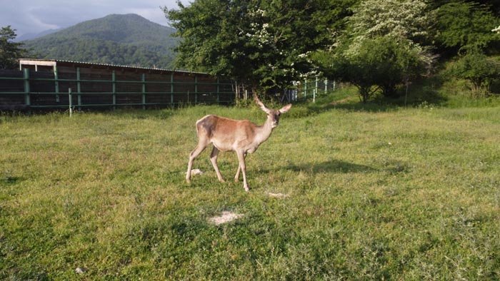Şahdağ Milli Meşələrin "QAZAN XAN"ı yenidən iş başında... - ŞOK VİDEO