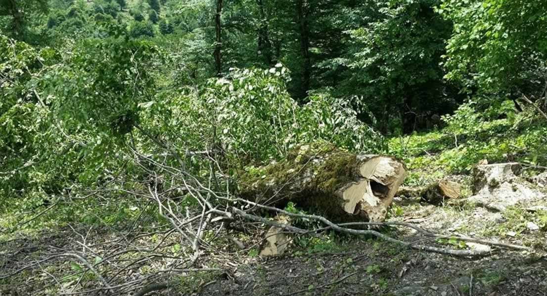 Abşeron rayonunda yaşıl ağacların kəsilməsini hansı məmur icazə verib?